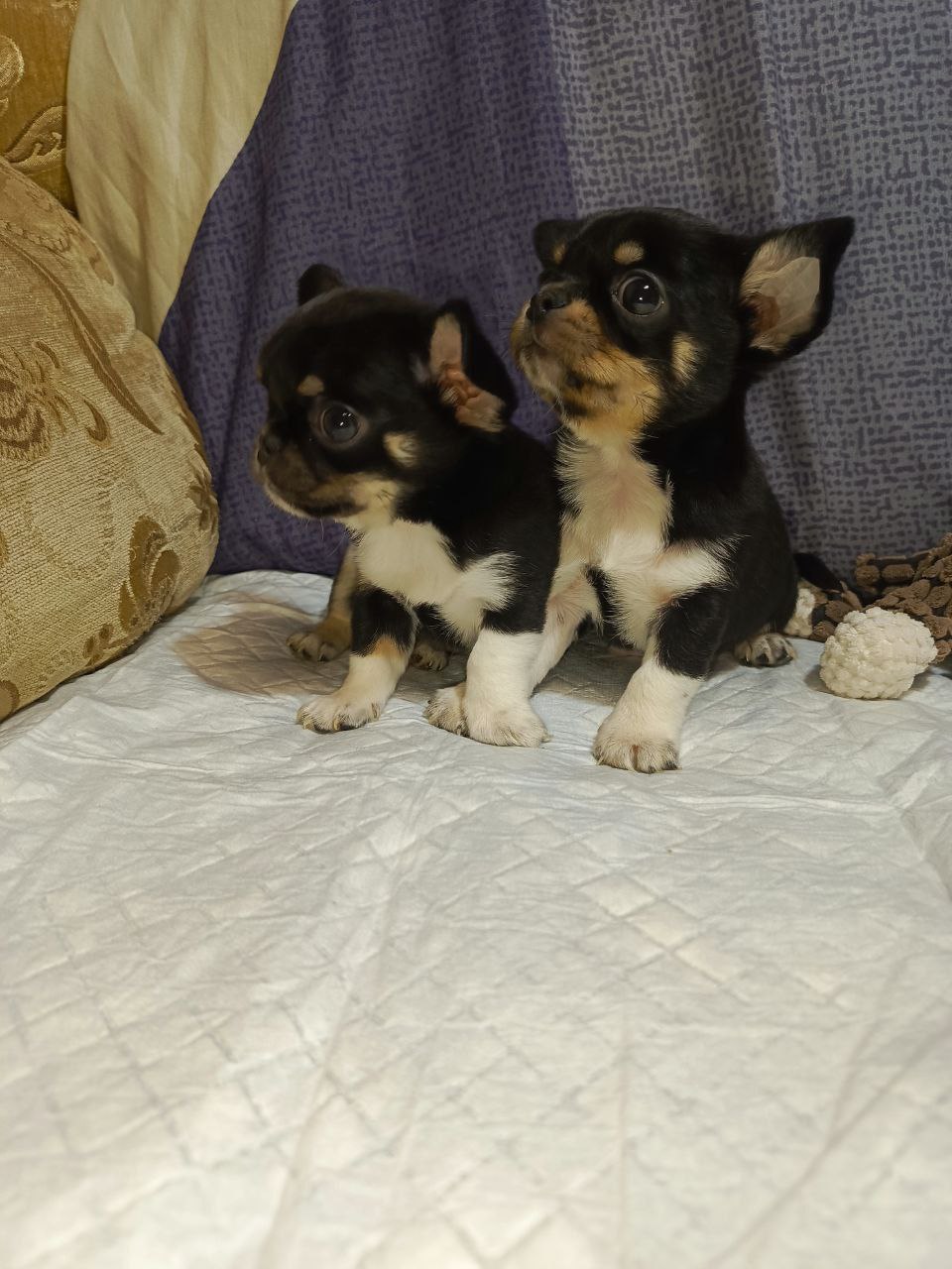 Продажа чихуахуа тайского типа - Животные в Симферополь