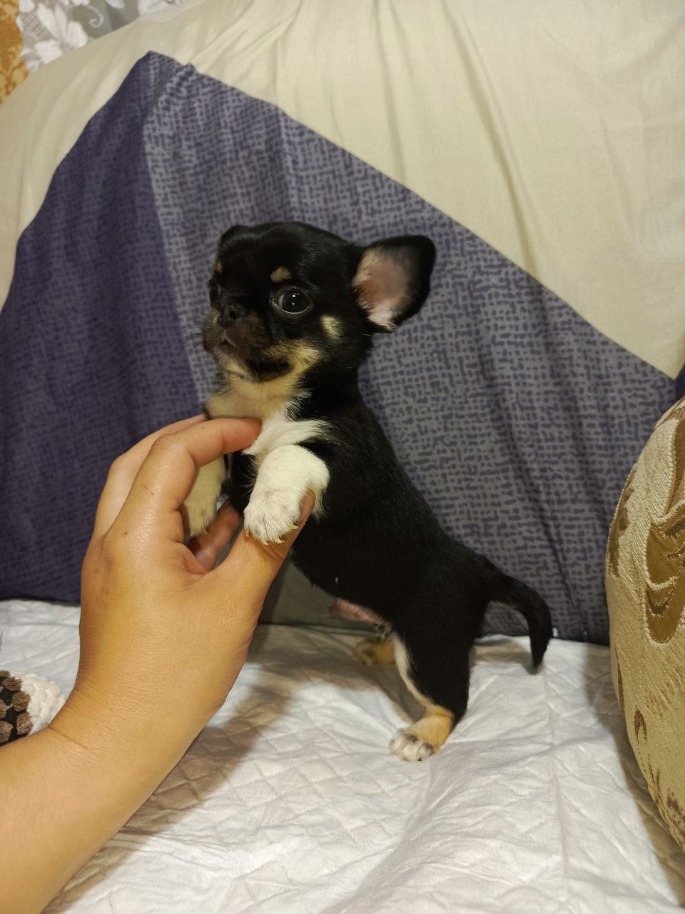 Продажа чихуахуа тайского типа - Животные в Симферополь - фото 2