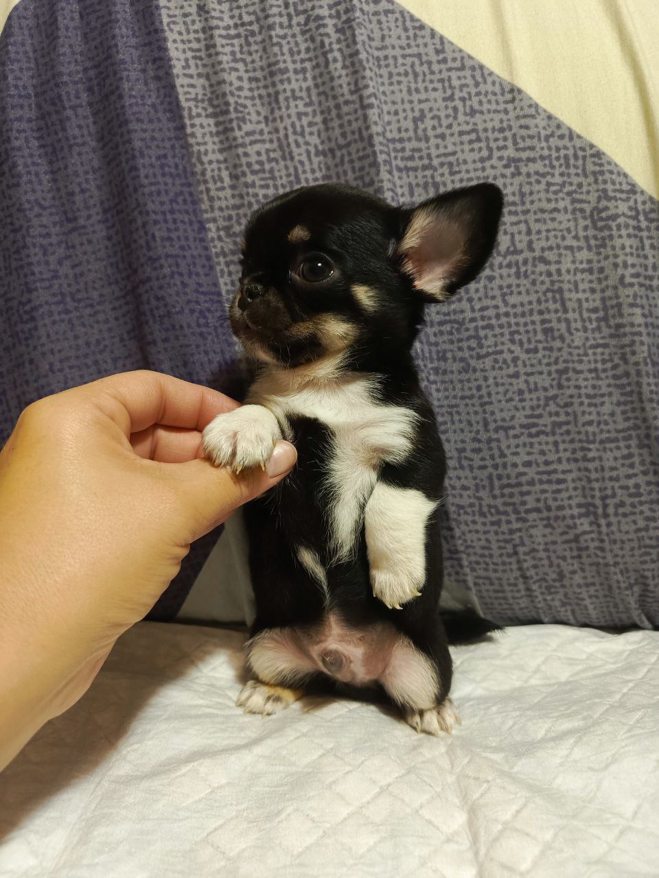 Продажа чихуахуа тайского типа - Животные в Симферополь - фото 3