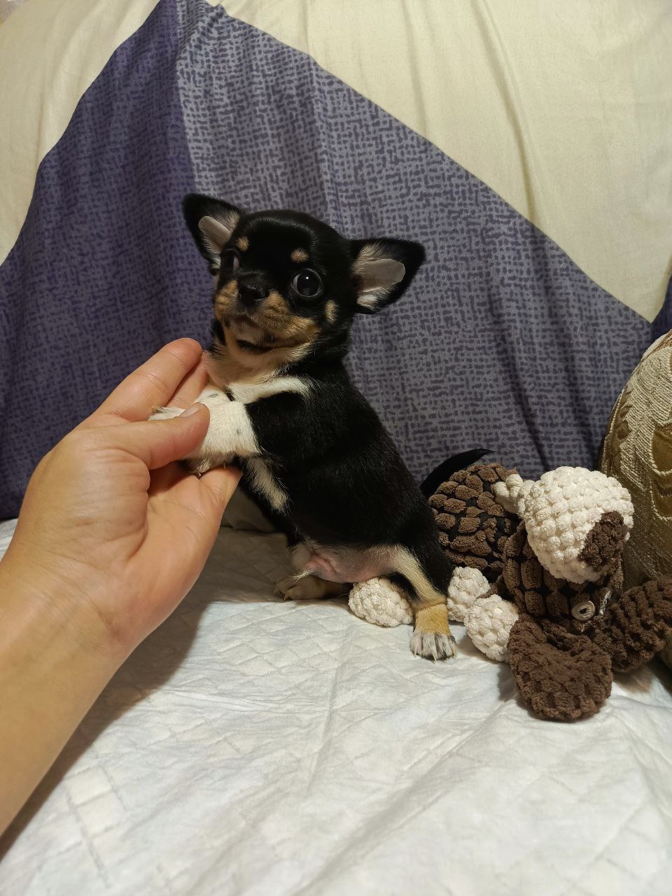 Продажа чихуахуа тайского типа - Животные в Симферополь - фото 4