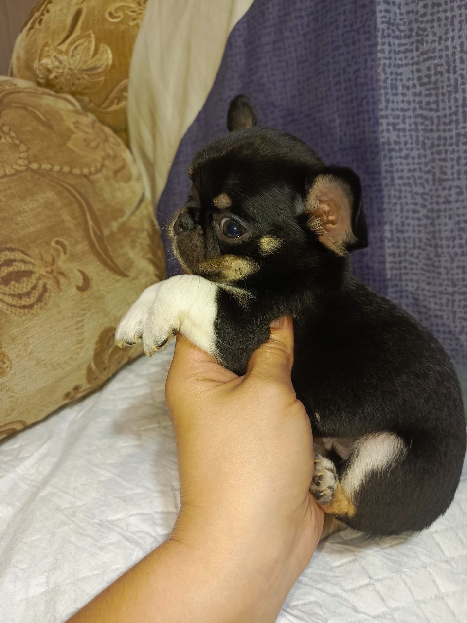 Продажа чихуахуа тайского типа - Животные в Симферополь - фото 5