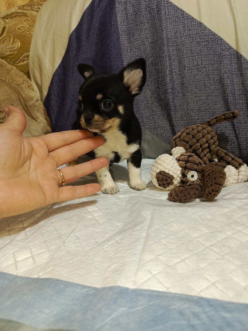 Продажа мальчиков чихуахуа - частное объявление в Мариуполь