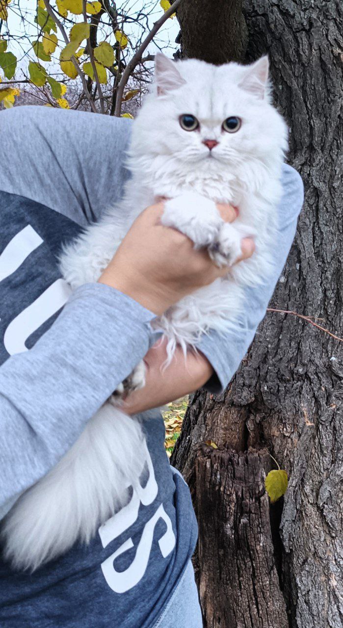 Британская шиншилла кошечка - Животные в Симферополь