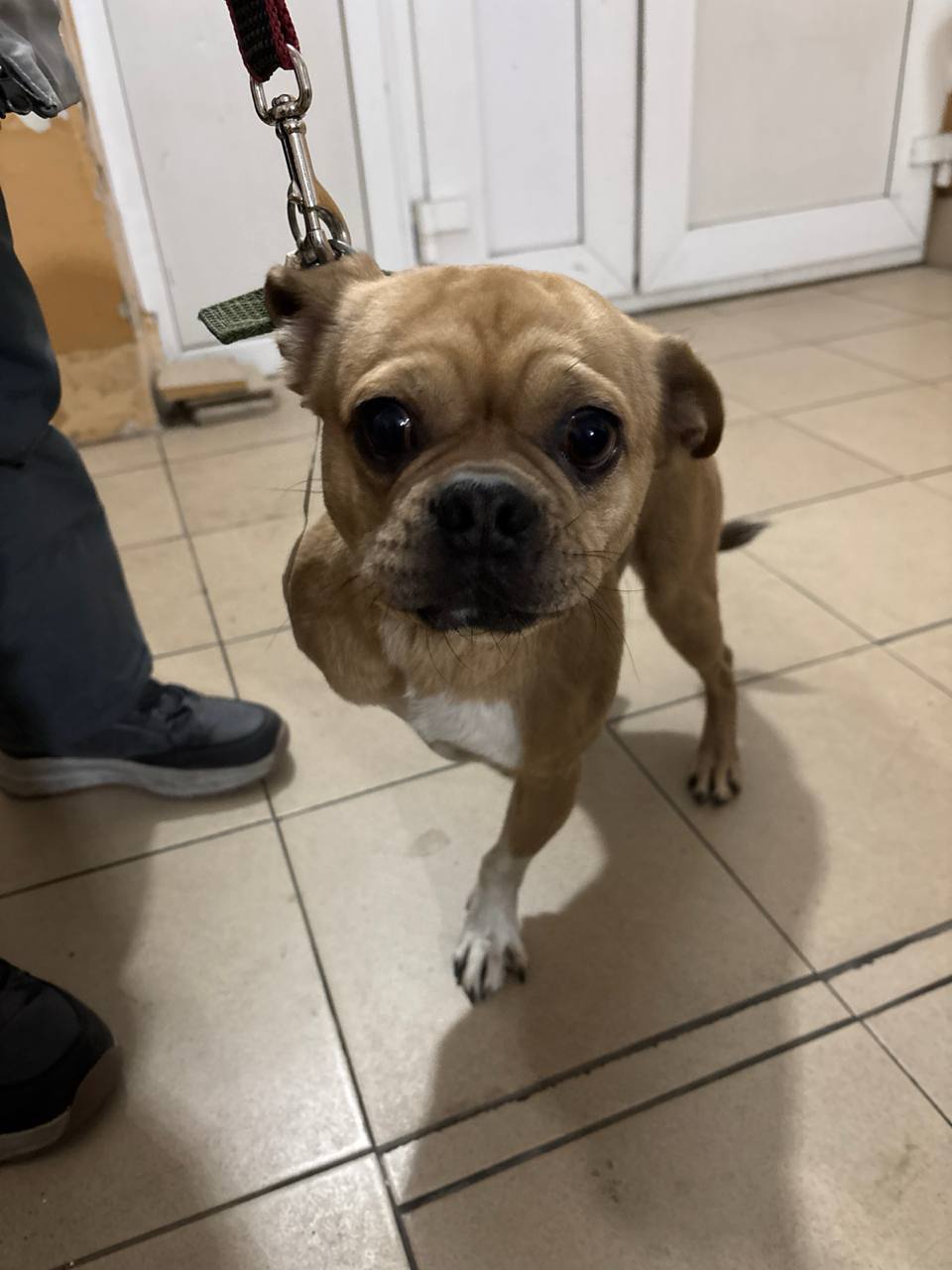 Потерялась собака - Животные в Владивосток