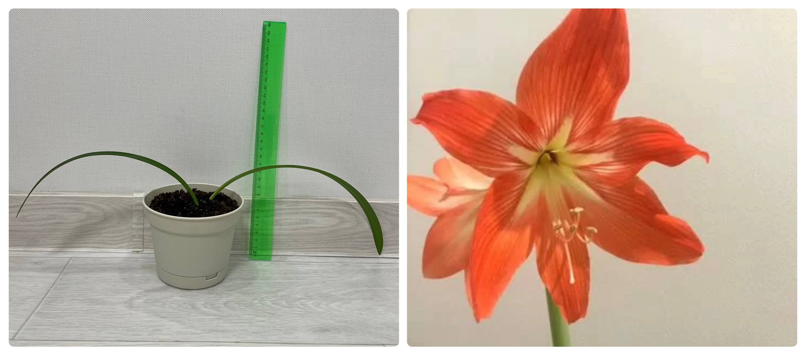 Гиппеаструм отросток оранжевый - частное объявление в Сургут