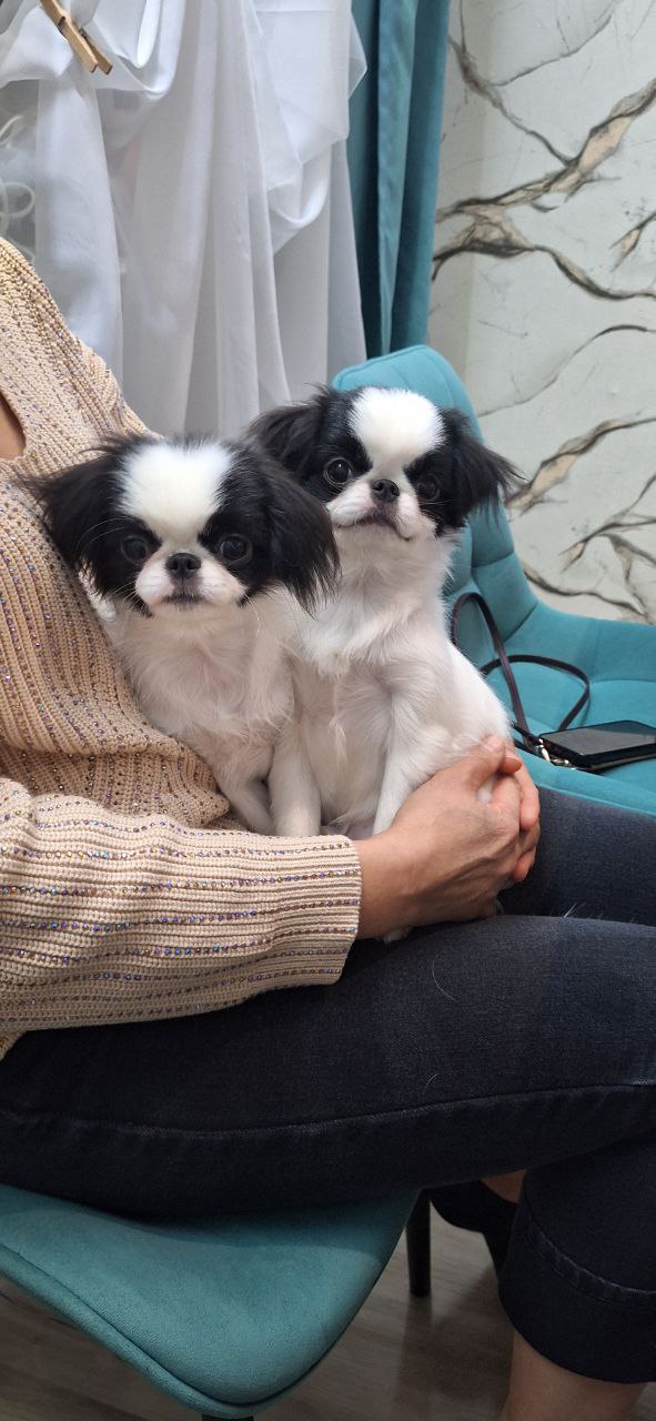 Щенки Японского Хина - Животные в Южно-Сахалинск