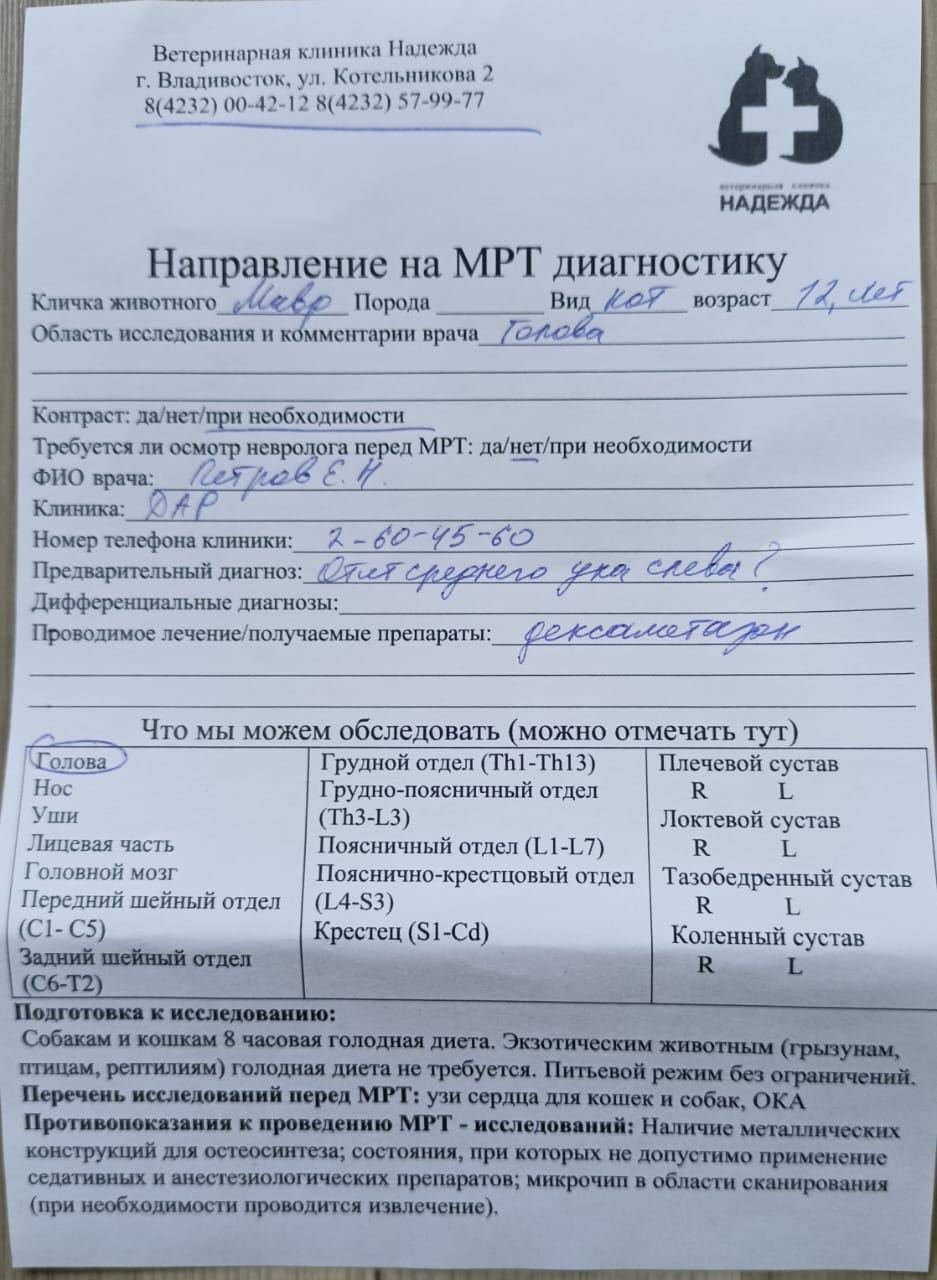 Срочная помощь коту Мавру с отитом среднего уха - частное объявление в Владивосток