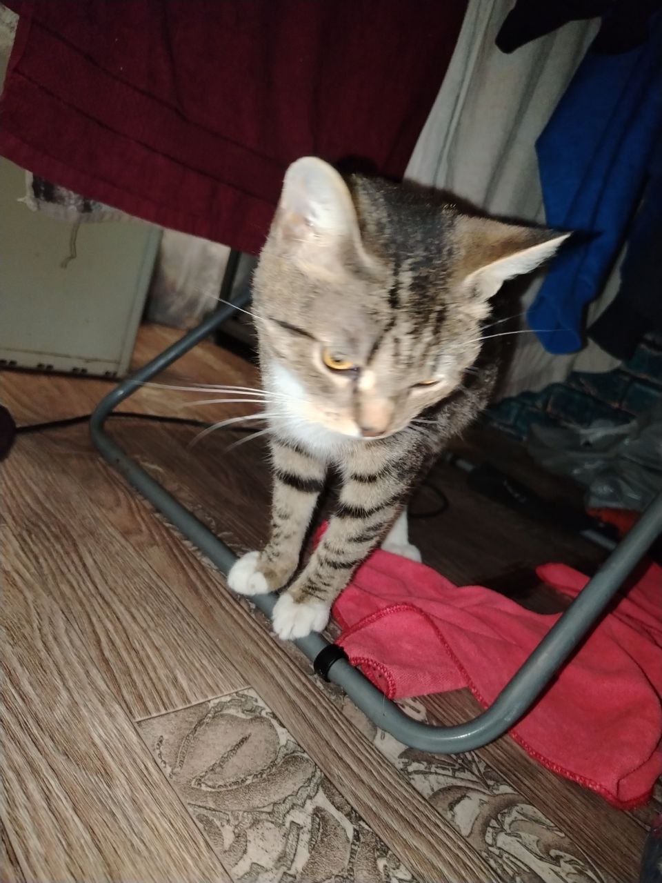 Отдам кошку в добрые руки - частное объявление в Новосибирск