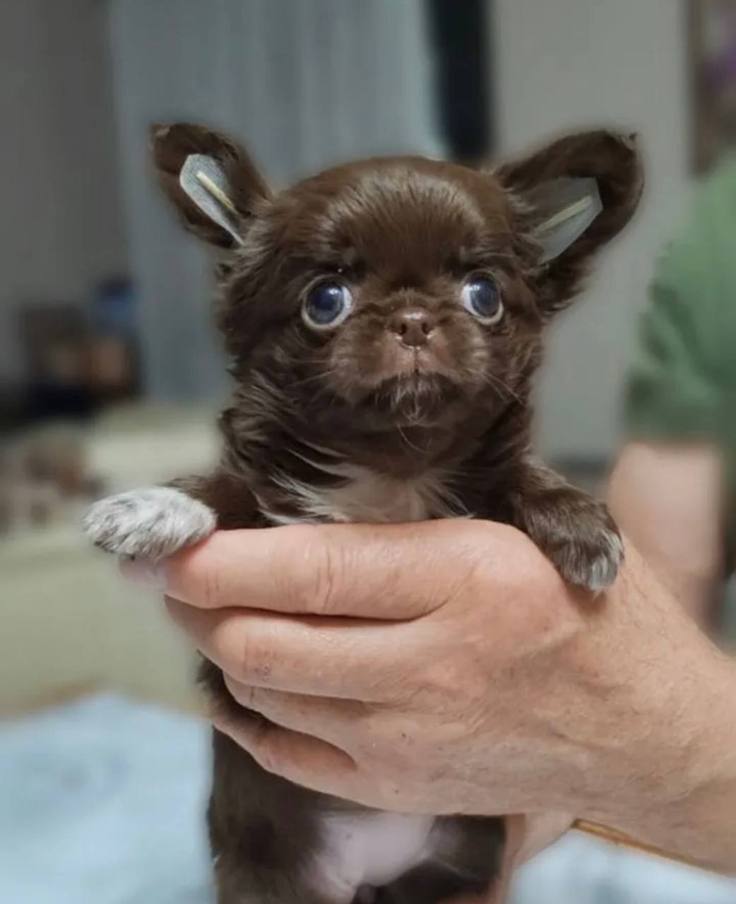 Отдам щенков чихуахуа в добрые руки - Животные в Москва