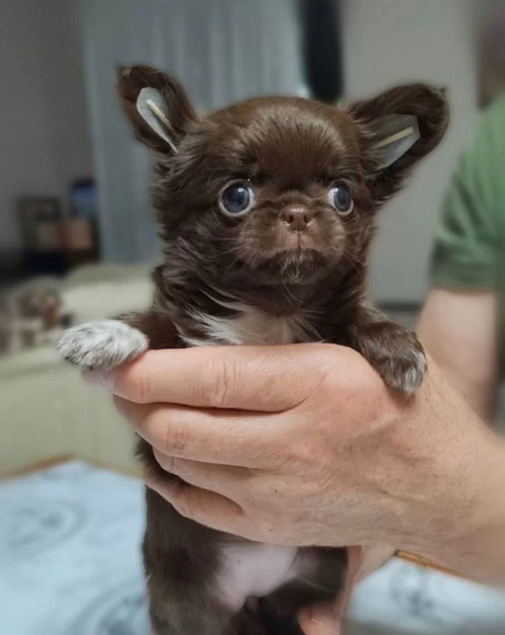 Отдам щенков чихуахуа в добрые руки - Животные в Москва - фото 2