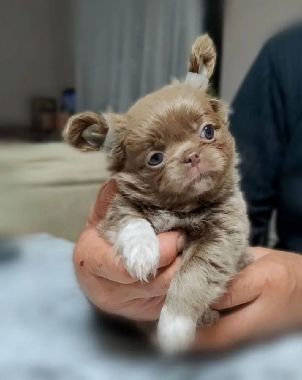 Отдам щенков чихуахуа в добрые руки - Животные в Москва - фото 3