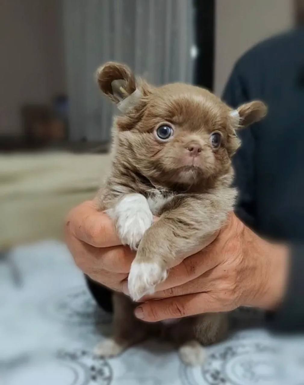 Отдам щенков чихуахуа в добрые руки - Животные в Москва - фото 4