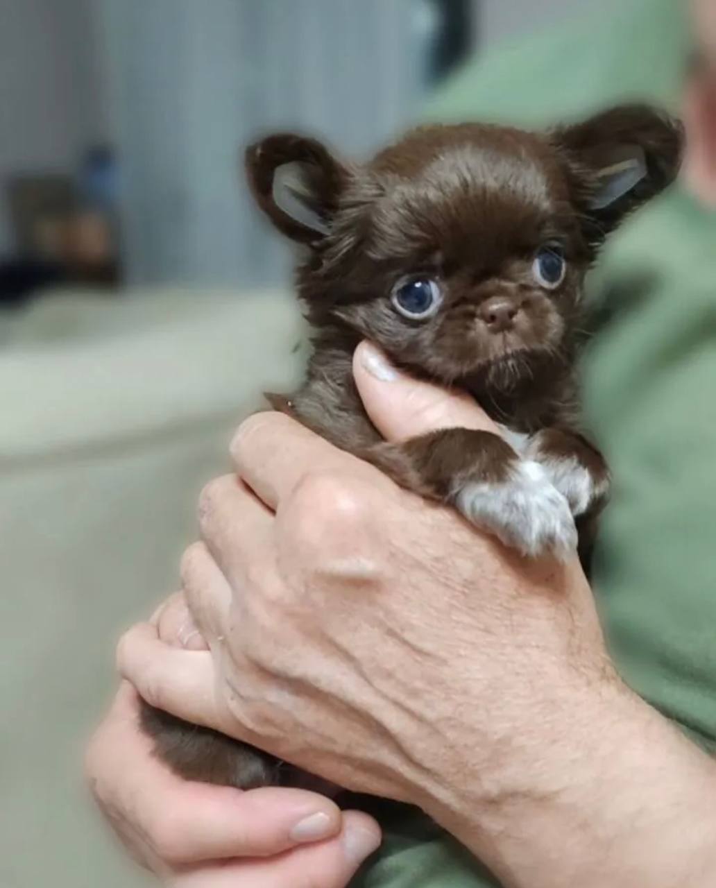 Отдам щенков чихуахуа в добрые руки - Животные в Москва - фото 5