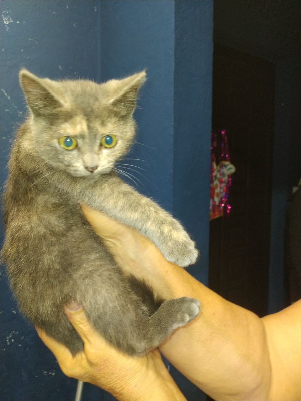 Отдам в добрые руки кошечку - частное объявление в Барнаул