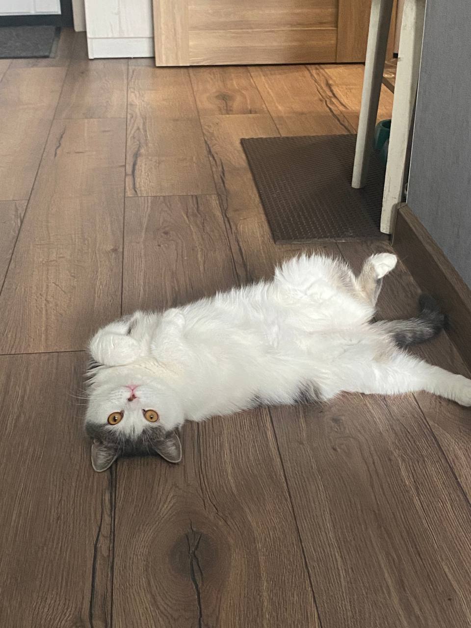 Котик ищет дом - Животные в Барнаул