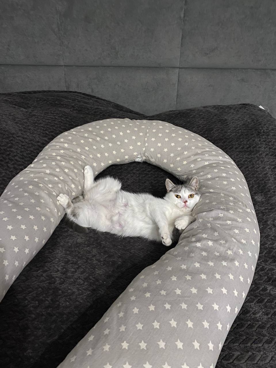 Котик ищет дом - Животные в Барнаул - фото 2