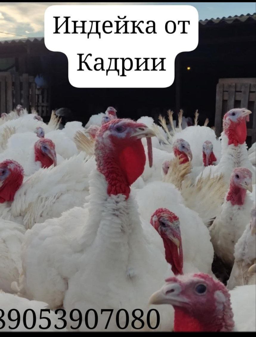 Домашняя индейка - Животные в Волгоград