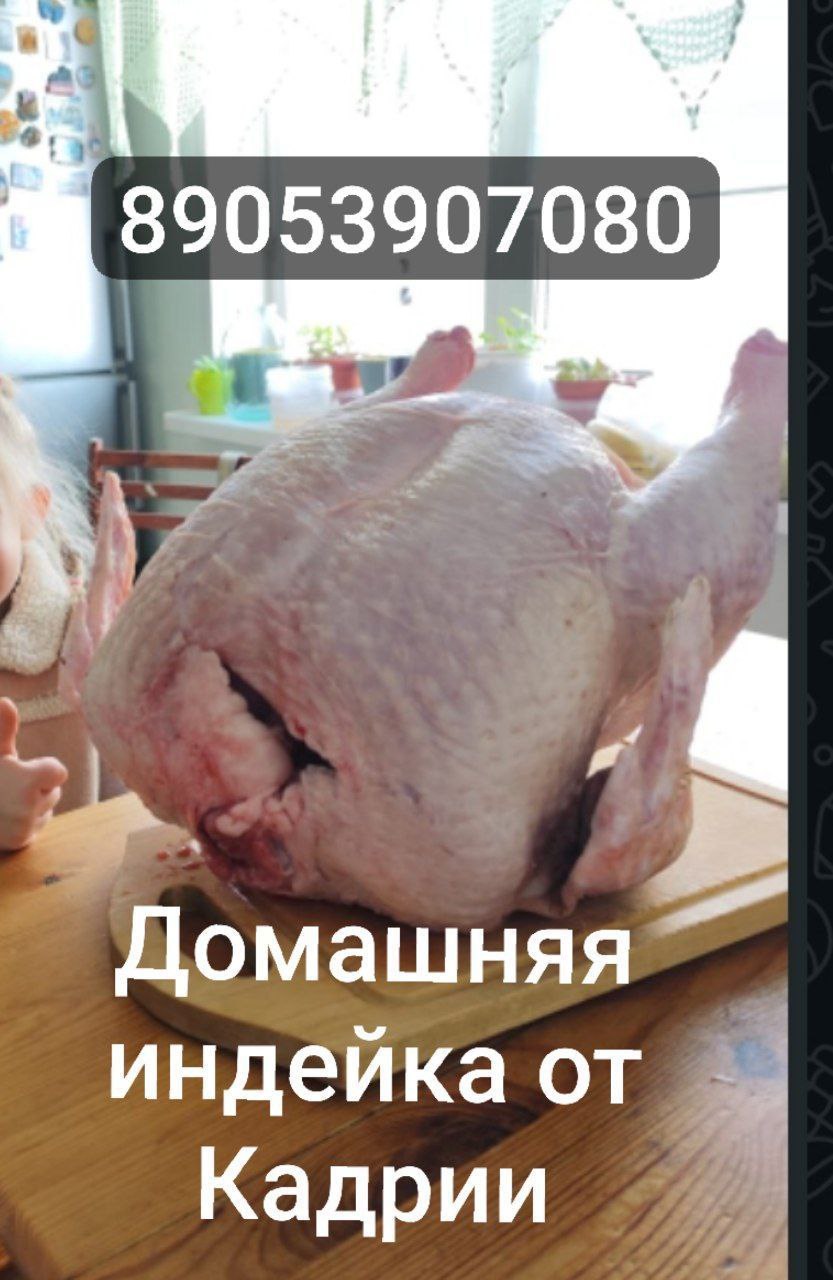 Домашняя индейка - Животные в Волгоград - фото 2