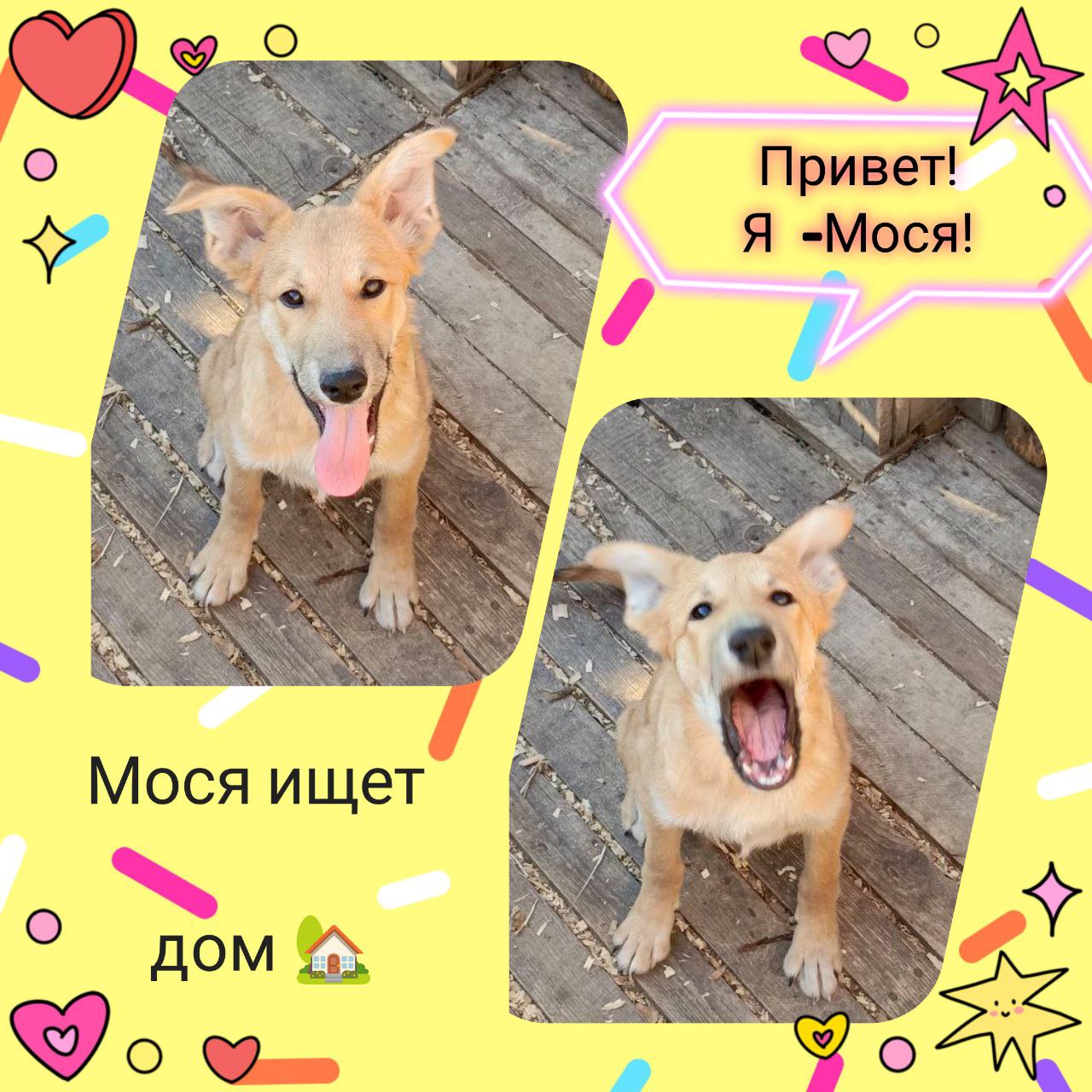 Щенок Мосенька - частное объявление в Саратов