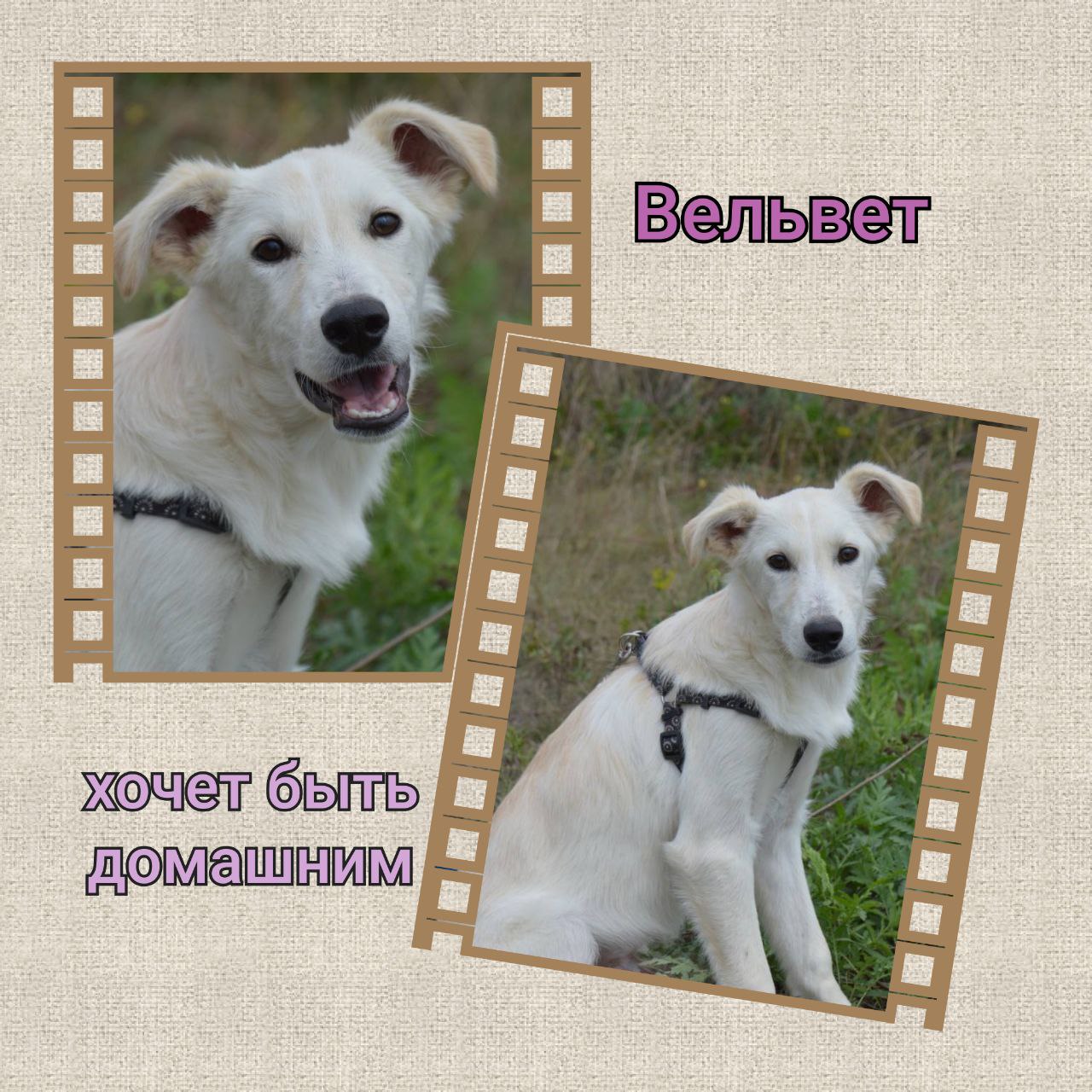 Ищет дом милый добрый пёсик Вельвет - Животные в Саратов