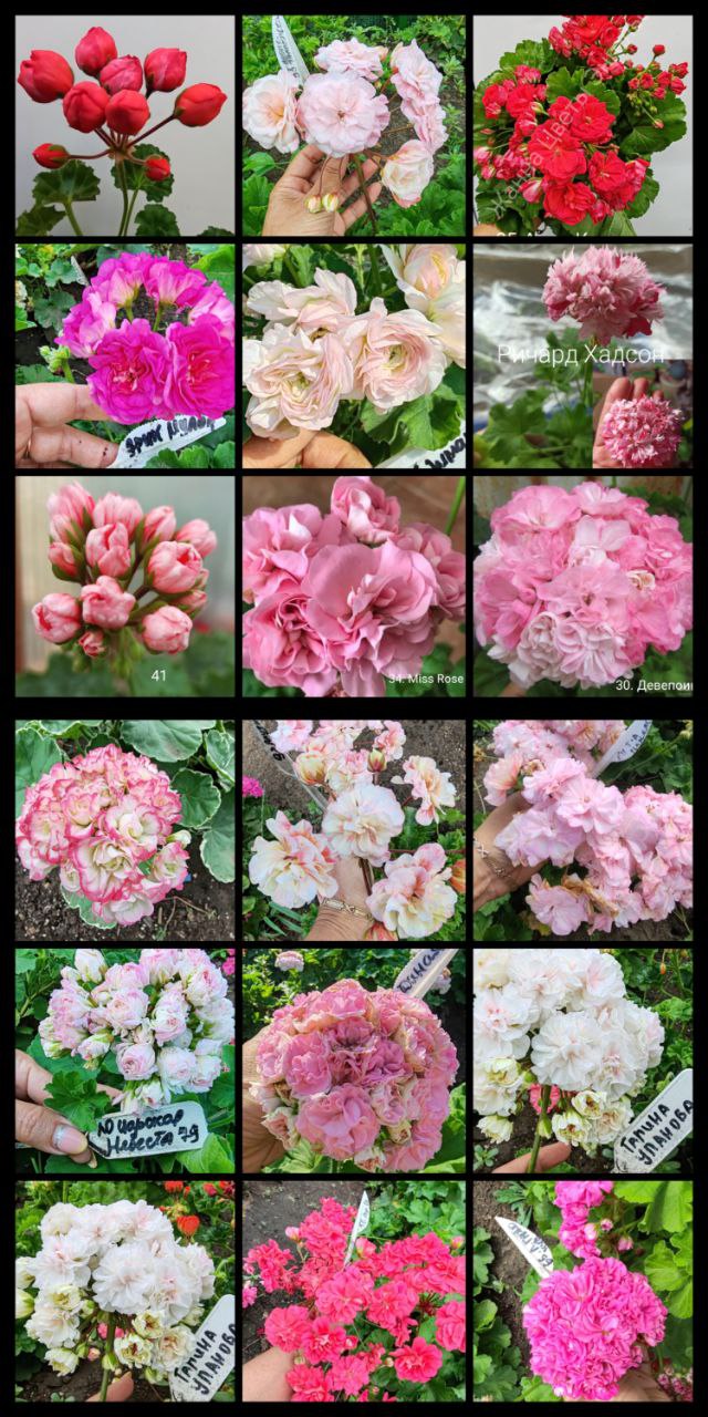 Продажа пеларгоний - частное объявление в Энгельс