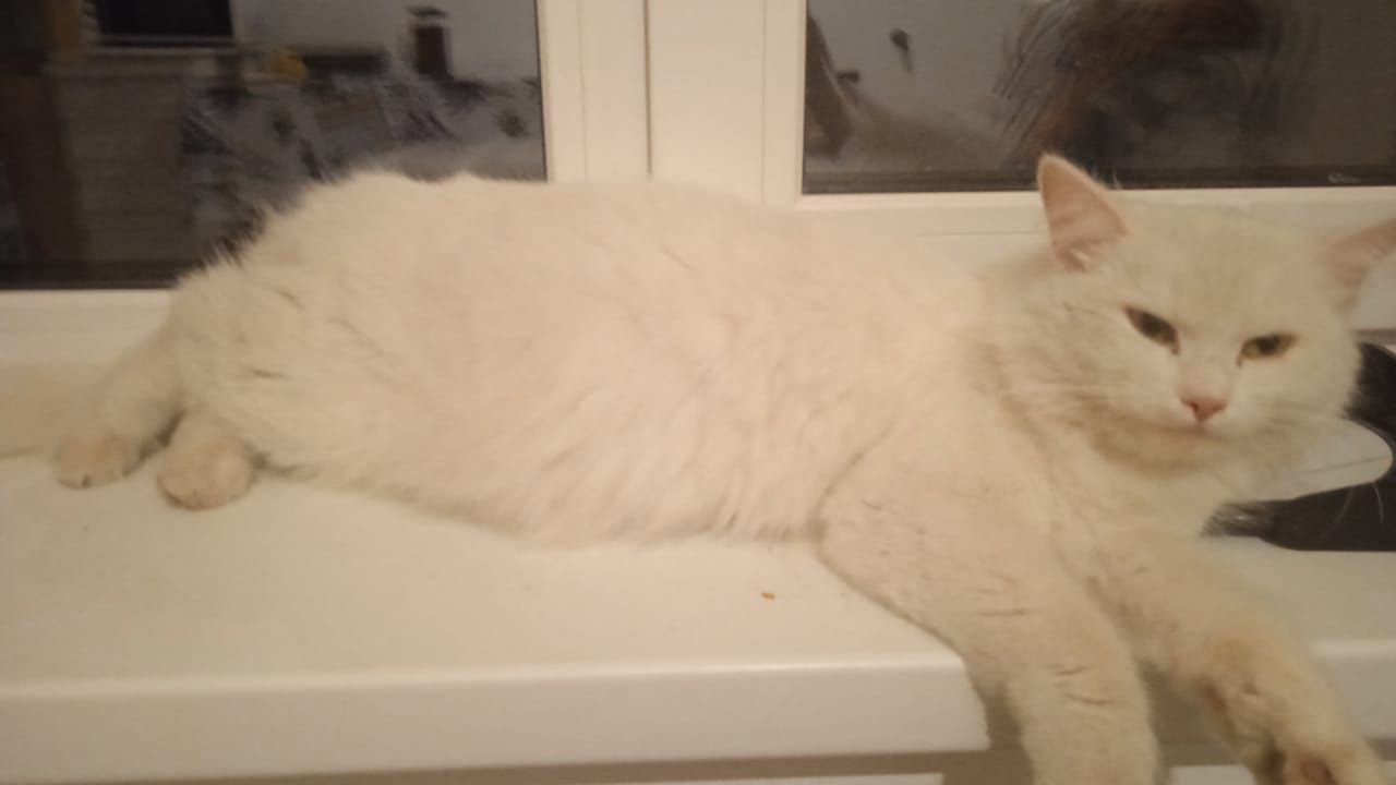 Котята в добрые руки - Животные в Абакан