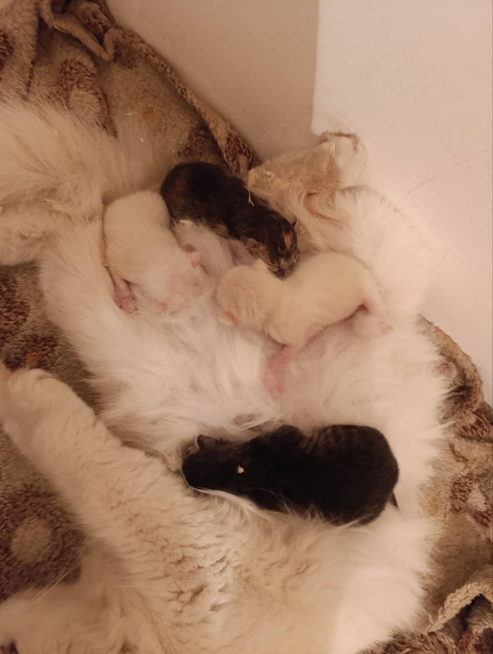 Котята в добрые руки - Животные в Абакан - фото 2