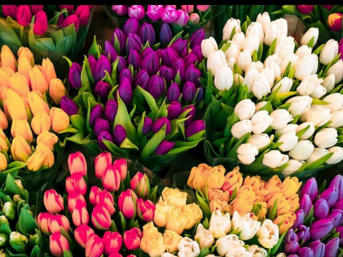 Предзаказ тюльпанов к 8 Марта - Хобби и отдых в Ярославль