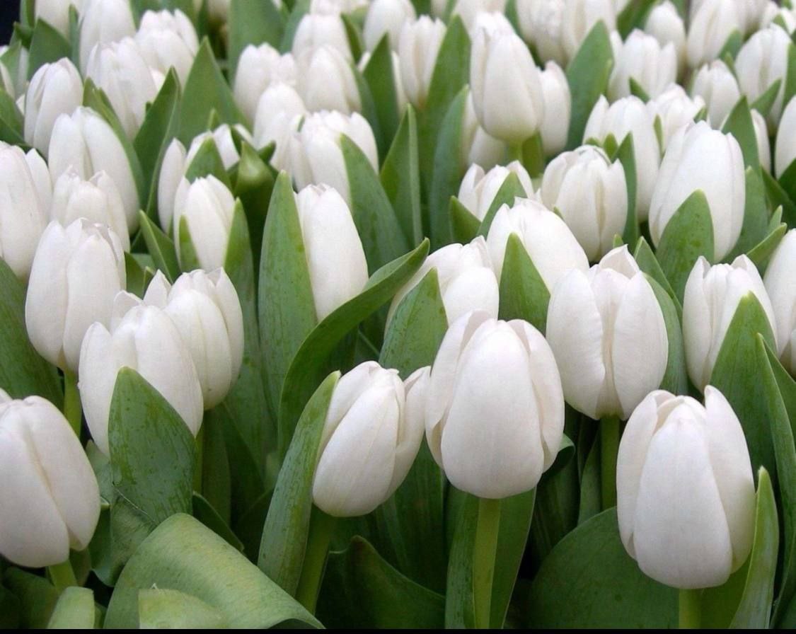 Предзаказ тюльпанов к 8 Марта - Хобби и отдых в Ярославль - фото 3