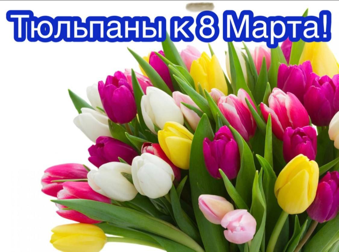 Предзаказ тюльпанов к 8 Марта - Хобби и отдых в Ярославль - фото 4