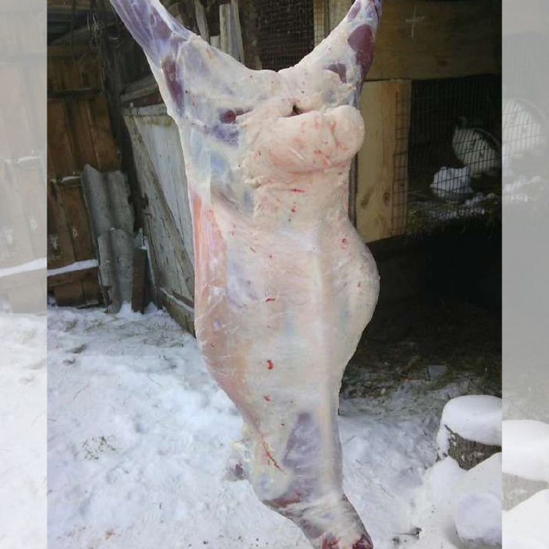 Продам баранину - Животные в Михайловка
