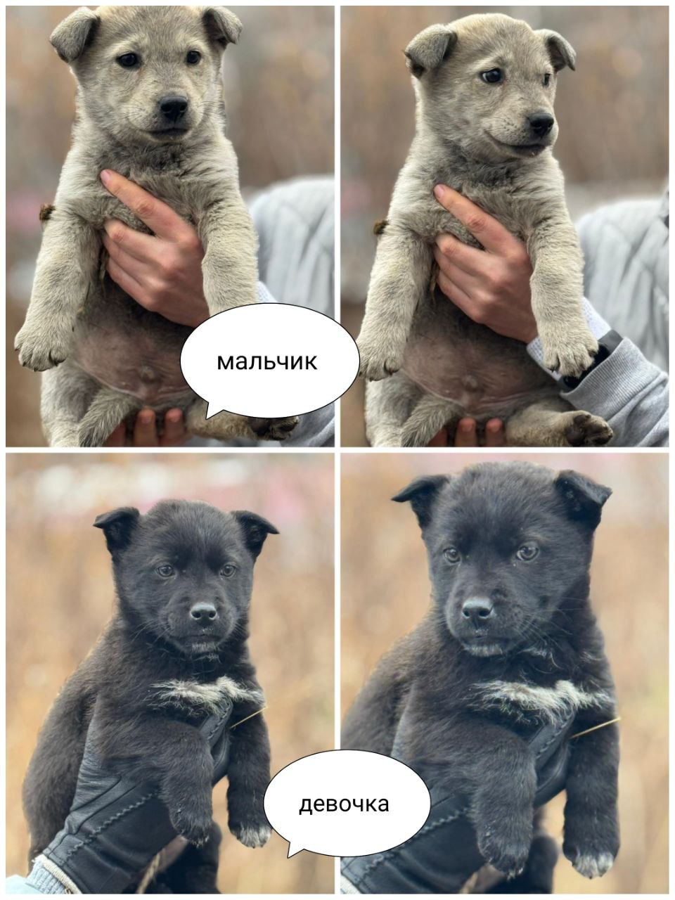 В добрые руки – маленькое чудо! - Животные в Михайловка