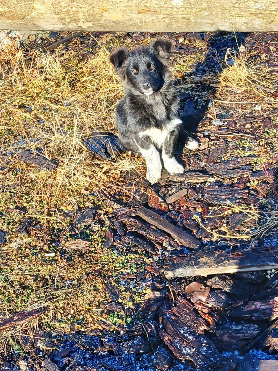 В поисках любящей семьи: очаровательная девочка ждет своих хозяев - Животные в Михайловка
