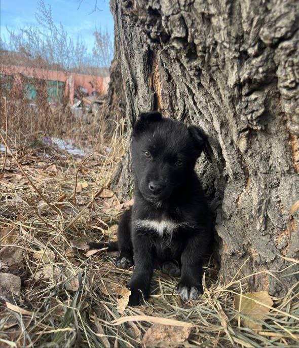 В добрые руки – маленькое чудо! - Животные в Михайловка