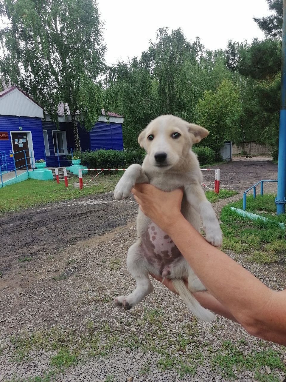 Умнейшая девчонка ищет дом - Животные в Михайловка
