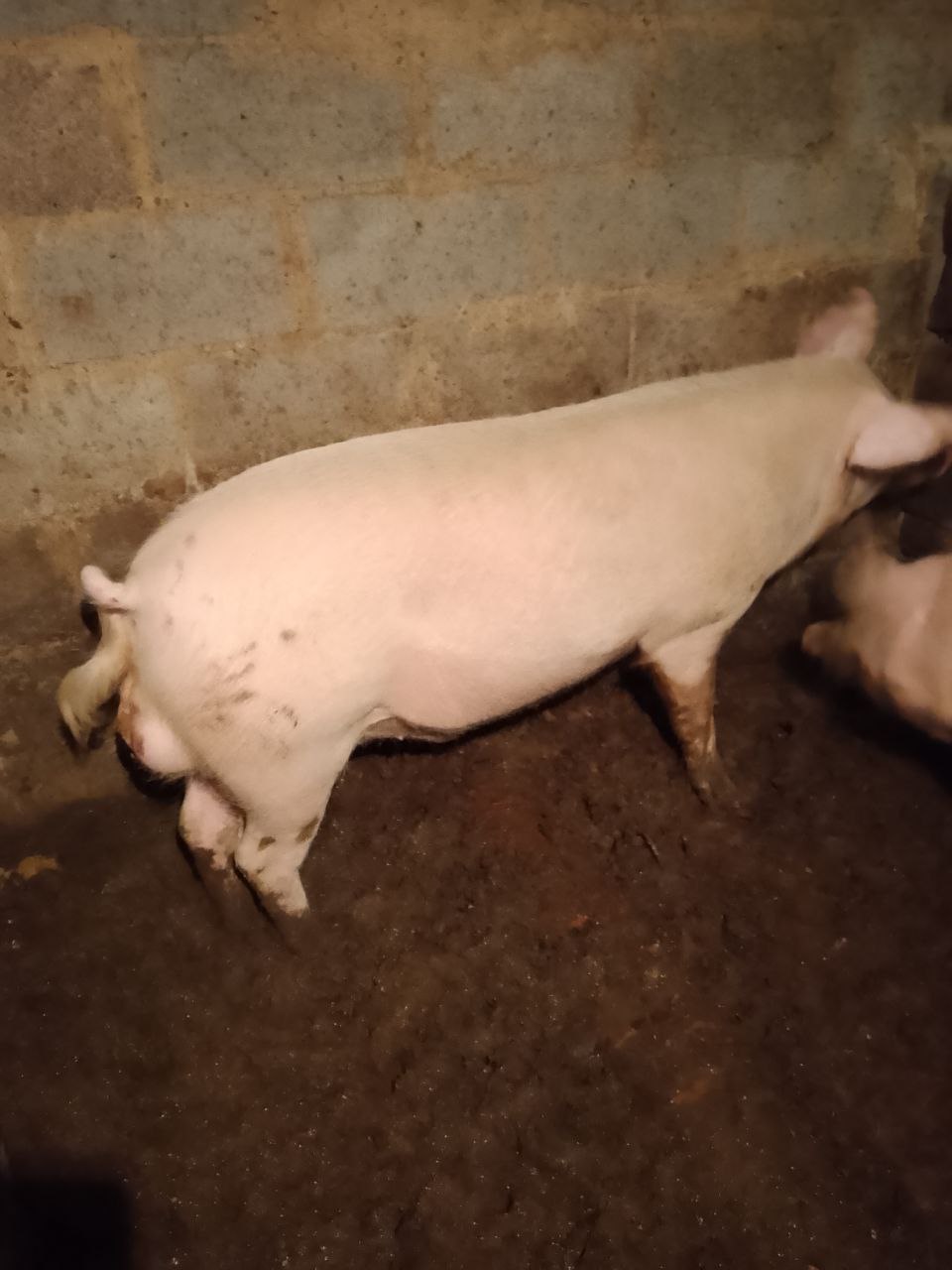 Продам поросят и кабана - Животные в Орск