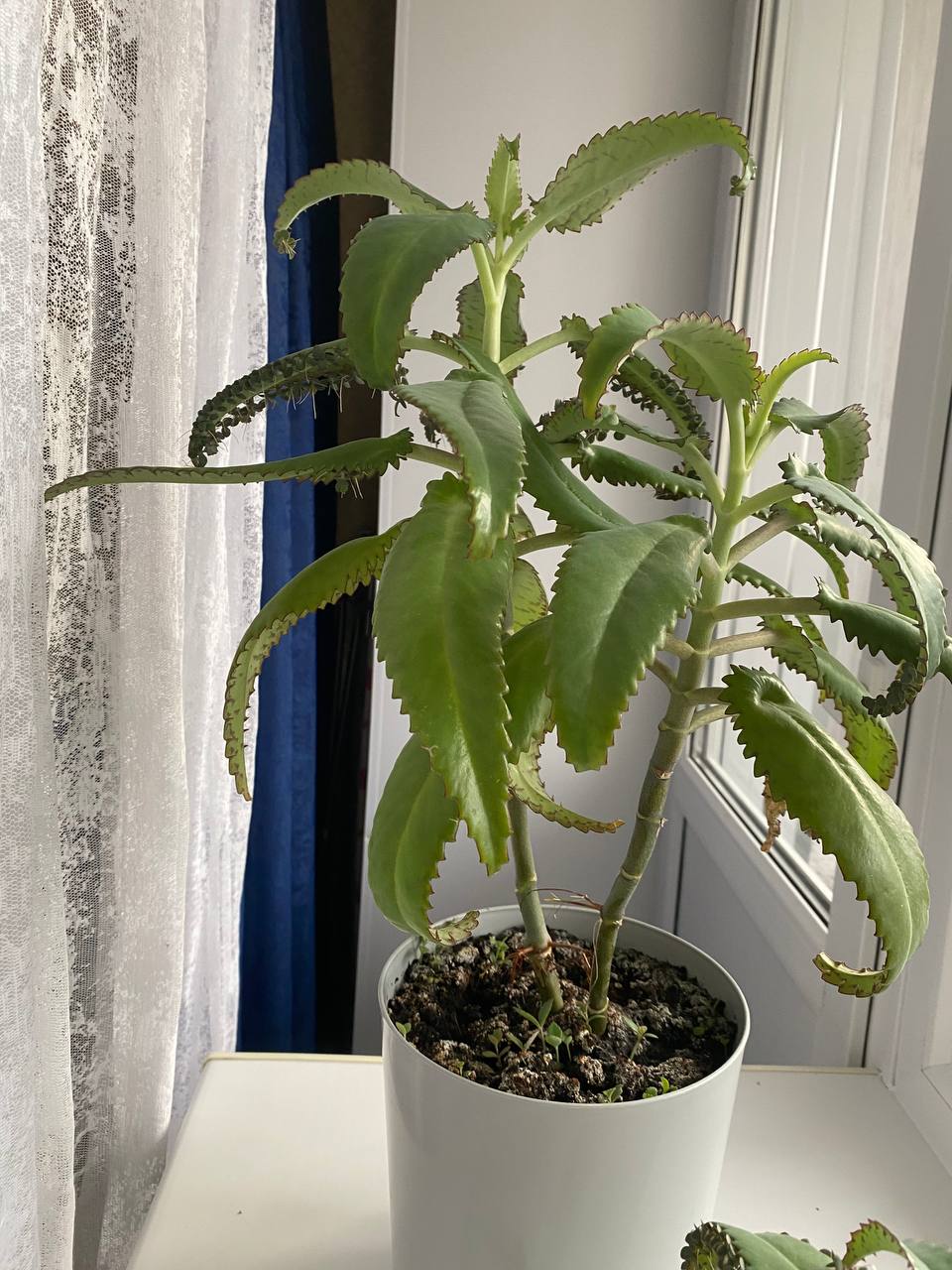 Отдам каланхоэ - частное объявление в Орск