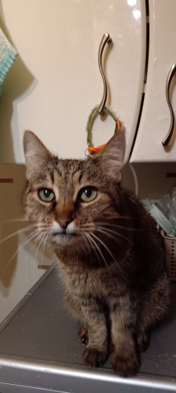 Кошка Маша ищет дом - Животные в Москва