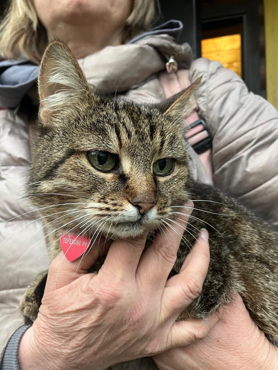 Кошка Маша ищет дом - Животные в Москва