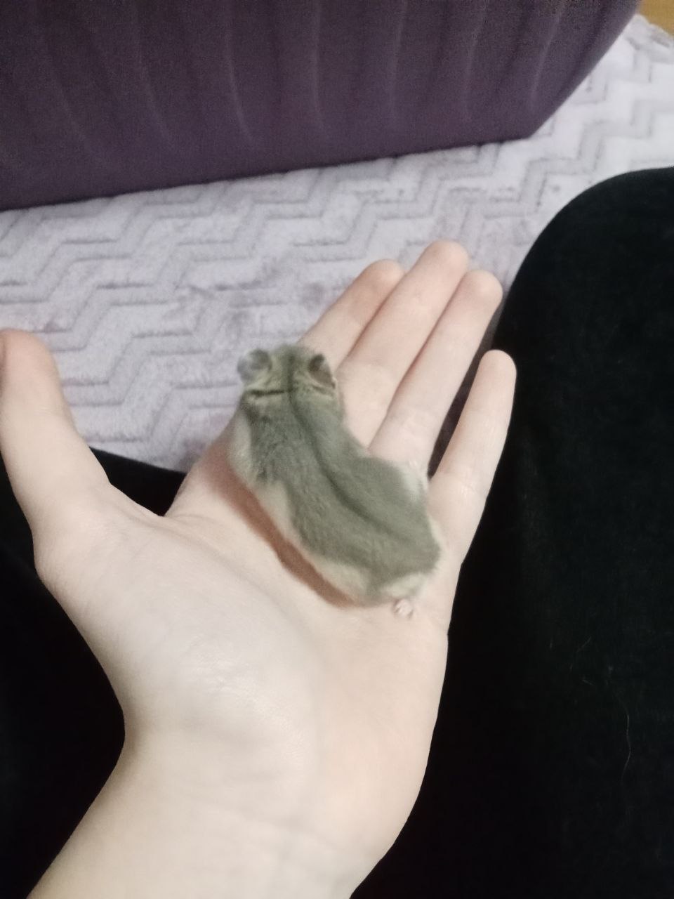 Продажа джунгариков - Животные в Казань