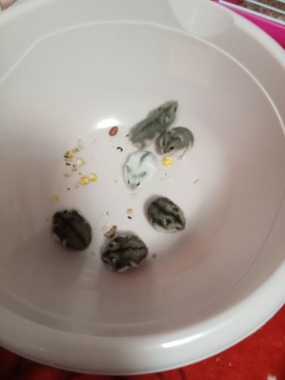 Продажа джунгариков - Животные в Казань - фото 2