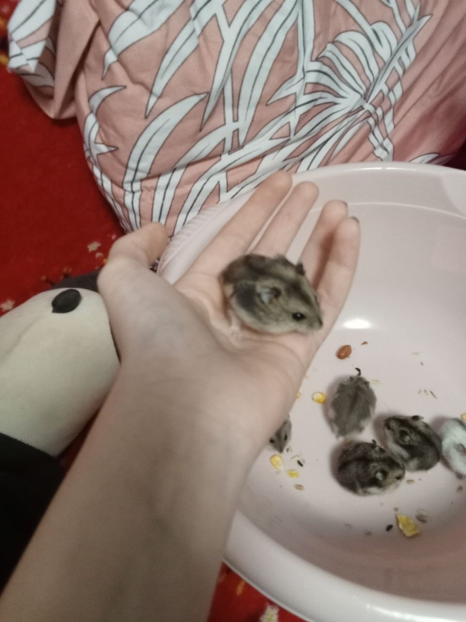 Продажа джунгариков - Животные в Казань - фото 3