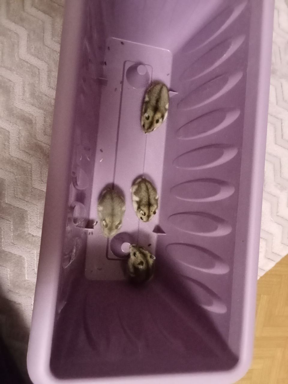 Продажа джунгариков - Животные в Казань - фото 4