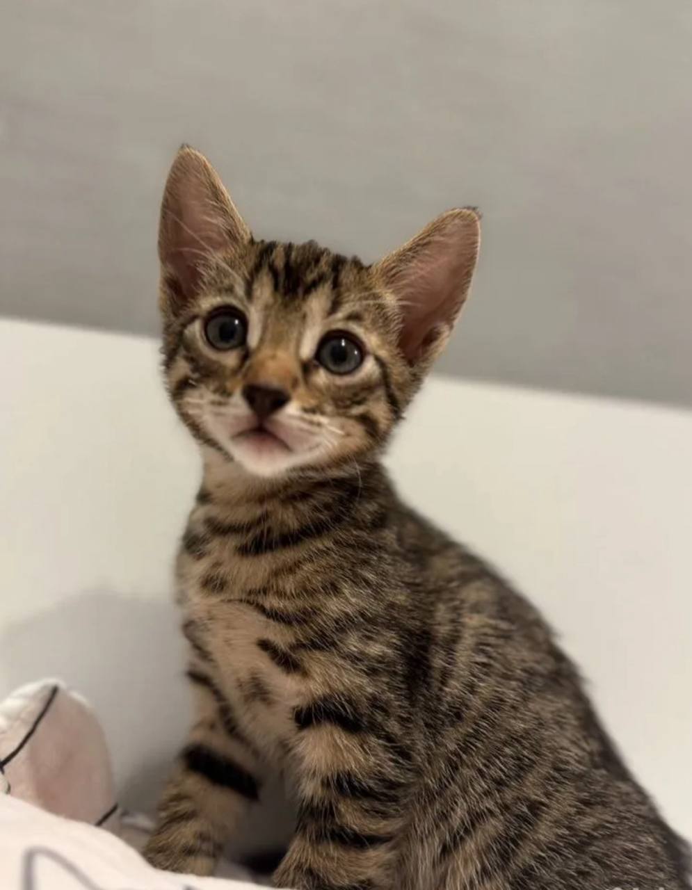 Котенок девочка в добрые руки - Животные в Казань