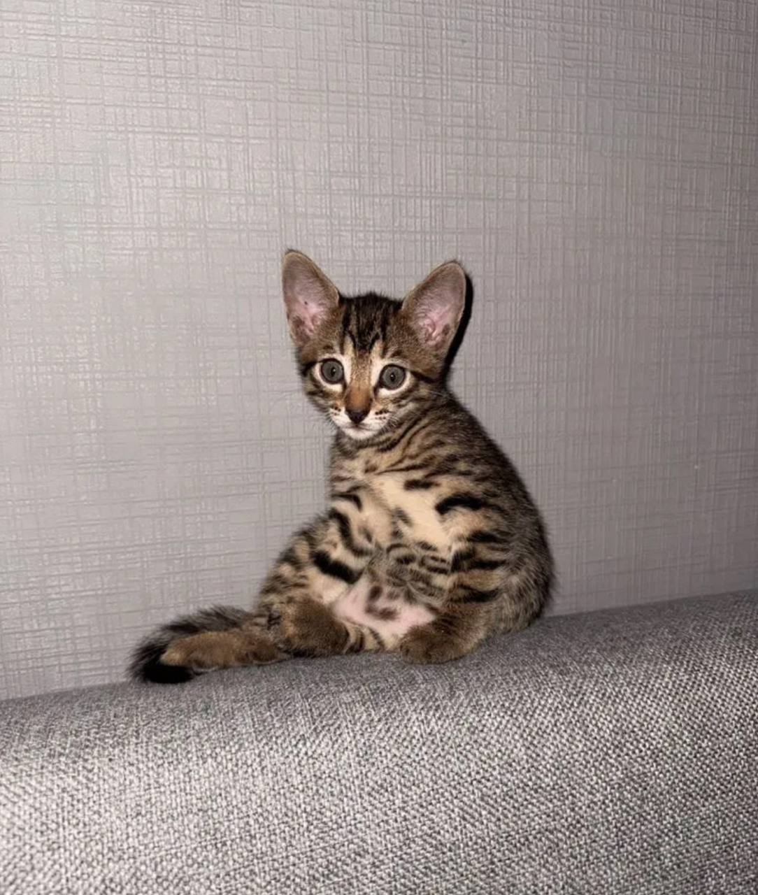 Котенок девочка в добрые руки - Животные в Казань - фото 2