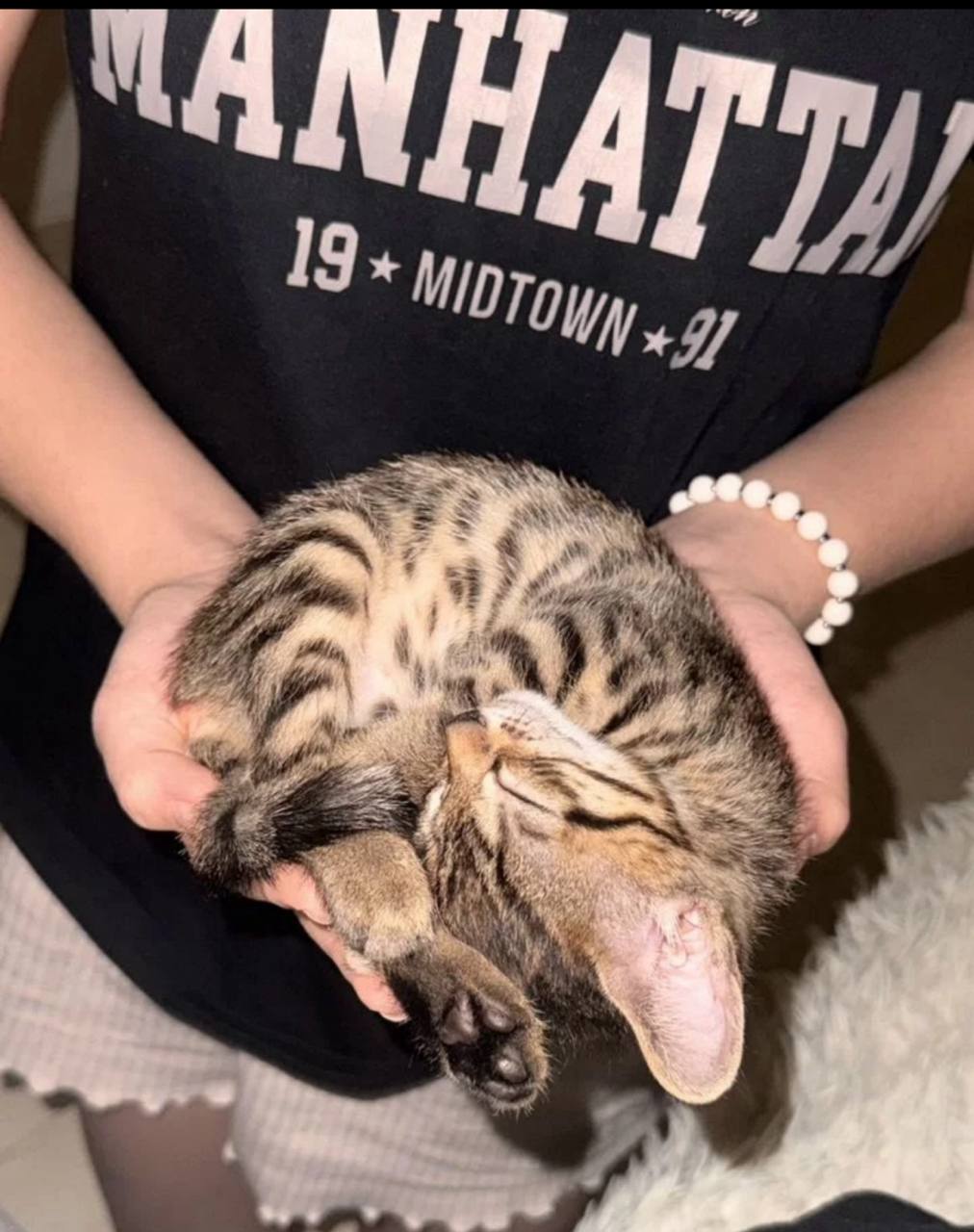 Котенок девочка в добрые руки - Животные в Казань - фото 3