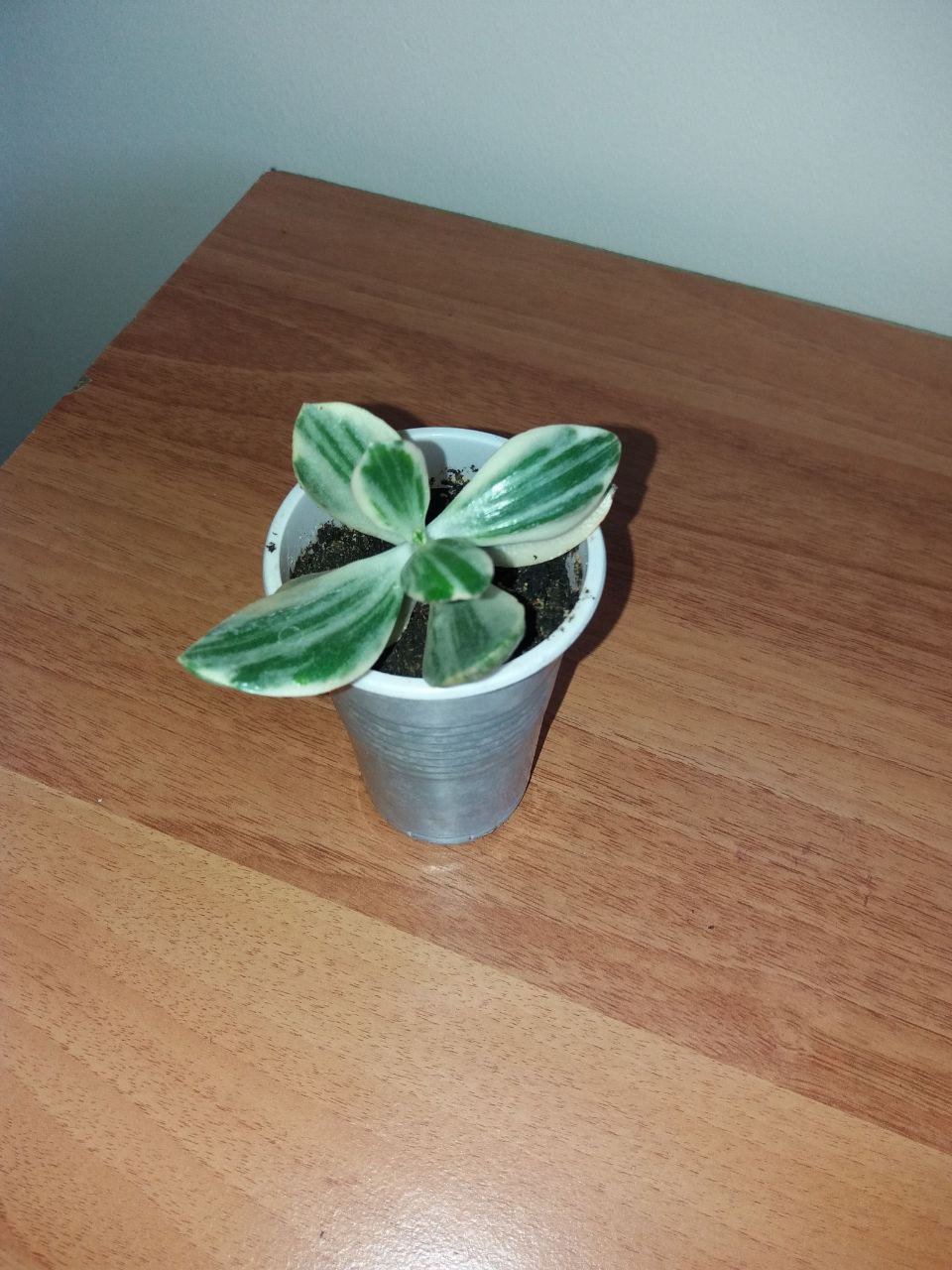 Укорененные черенки вариегатной толстянки триколор - частное объявление в Чита