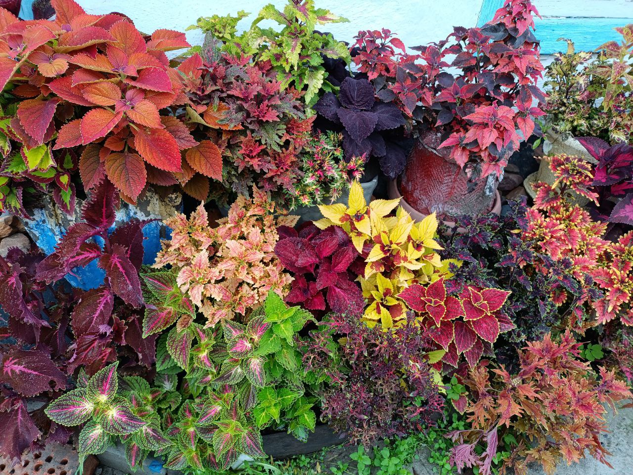 Срезы вегетативных колеусов - Хобби и отдых в Чита