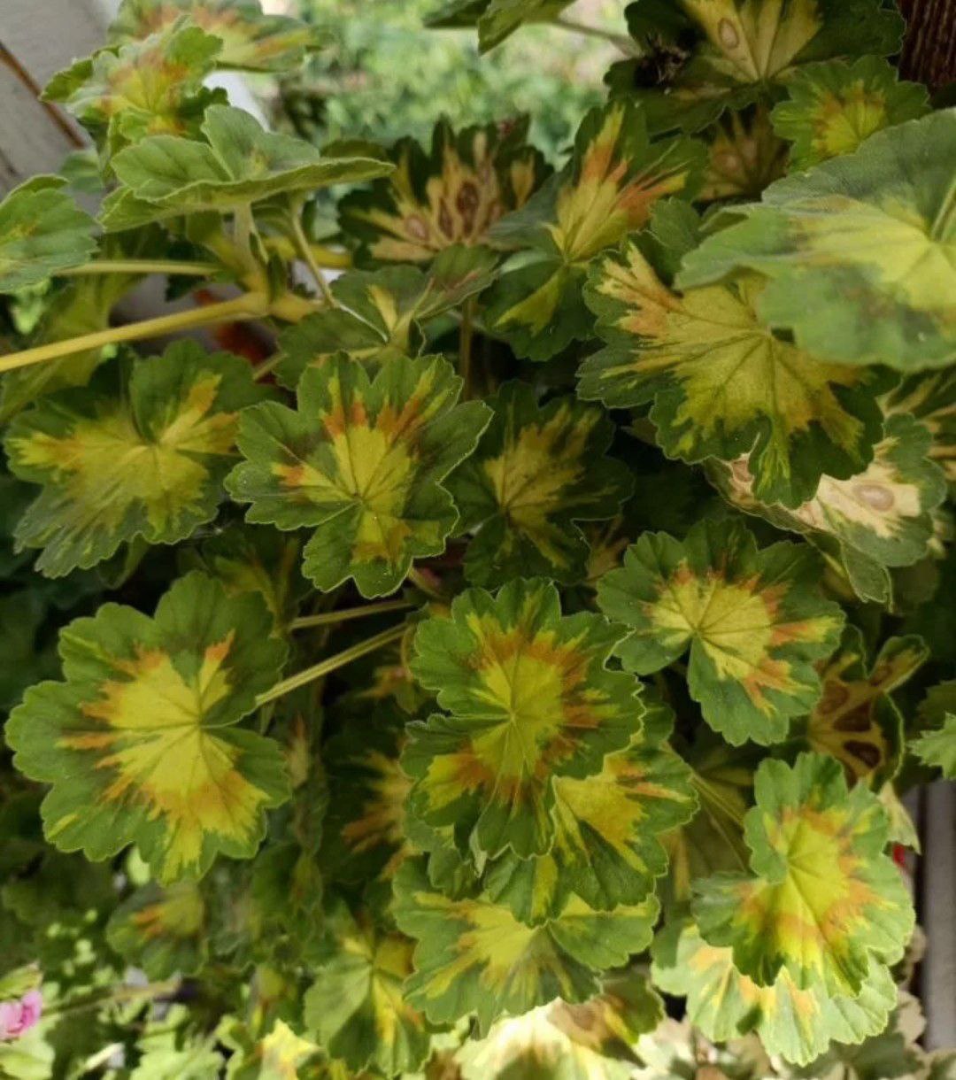 Укорененные черенки декоративнолистной пеларгонии Jungle leof - Хобби и отдых в Чита