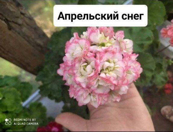 Молодые кустики розебудной пеларгонии - частное объявление в Чита